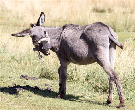 Caution Some Products Might Be Made From Ass Meat WNOR FM99