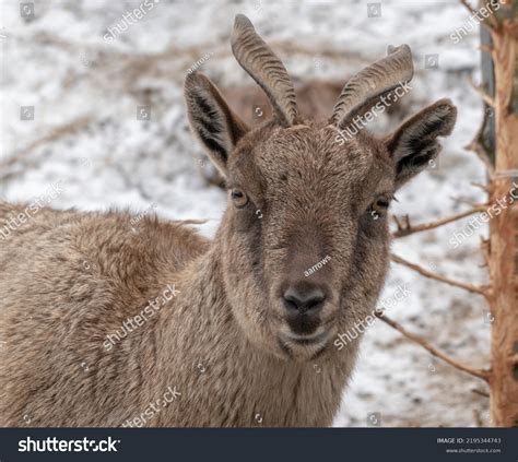 Beautiful Mountain Goat Helical Long Horns Stock Photo 2195344743 ...