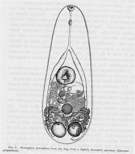 heterophyes heterophyes egg - Google Search | Eggs