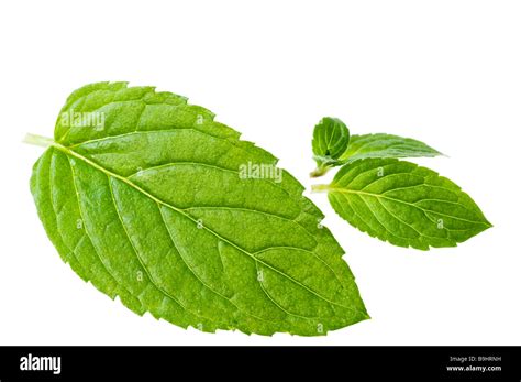 Peppermint (Mentha × piperita) leaves Stock Photo - Alamy