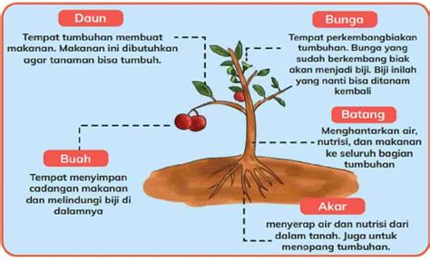 Bagian Dari Tumbuhan Homecare