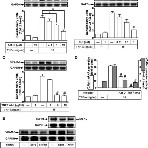 TNF α induces de novo VCAM 1 protein synthesis via TNFR1 mediated