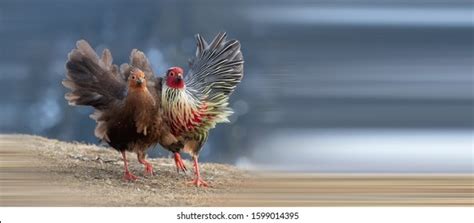 1,158 Blood pheasant bird Images, Stock Photos & Vectors | Shutterstock