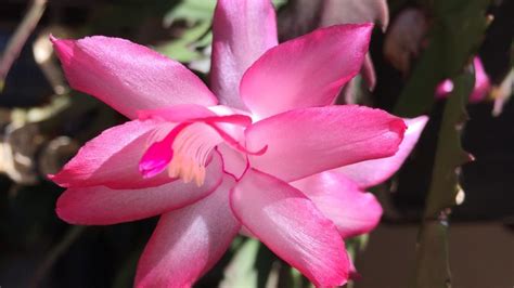 How To Care For My Christmas Cactus Grow Flovers