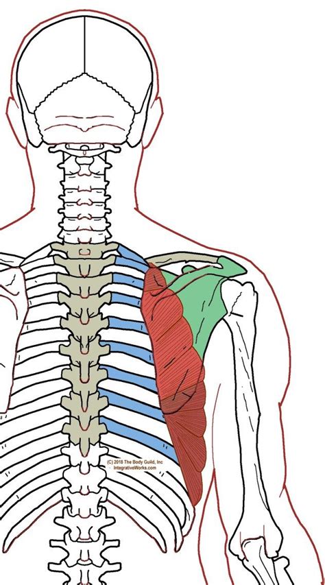 Serratus Anterior Functional Anatomy Anatomy Scapula Chest Muscles