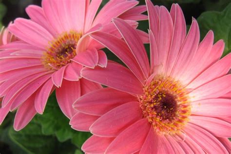 Gerbera Daisies: Getting them to Rebloom - Tuttle Orchards