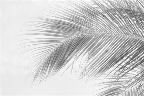 Palm Tree Photography, Beach Black and White Botanical Nature Tropical ...