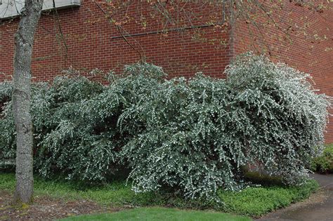 Osmanthus delavayi | Landscape Plants | Oregon State University