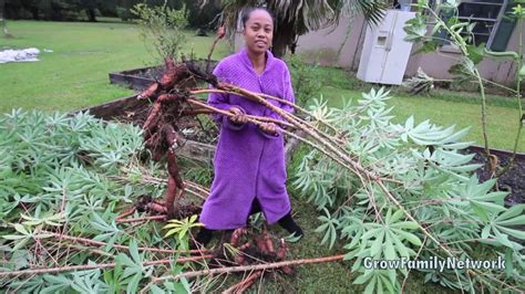 Cassava Harvest Harvesting Cassava In Raised Bed Vs In Ground Youtube