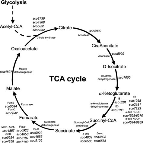 Genes Encoding Tca Cycle Enzymes In S Coelicolor Download Scientific