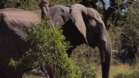 Large African Elephant Is Walking Through A Dense Bush In The Savannah