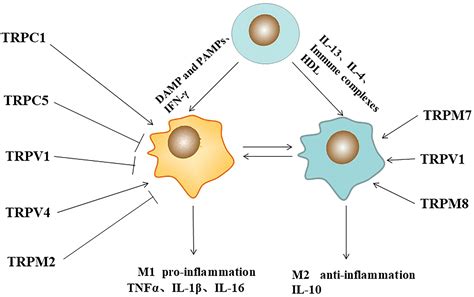 Frontiers Function Of TRP Channels In Monocytes Macrophages