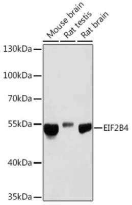 EIF2B4 Antibody NBP2 94484 Novus Biologicals