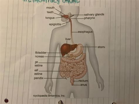 Digestion Flashcards Quizlet