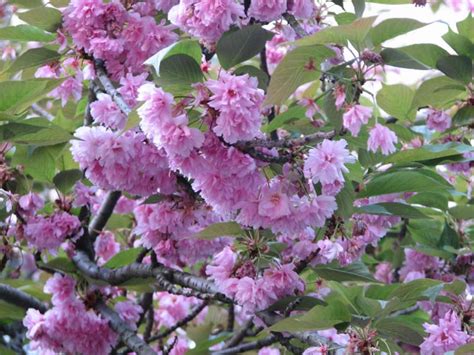 Sakura Prunus Serrulata Sakura Varieties Cultivation And Care