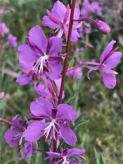 Fireweed Colorados Wildflowers