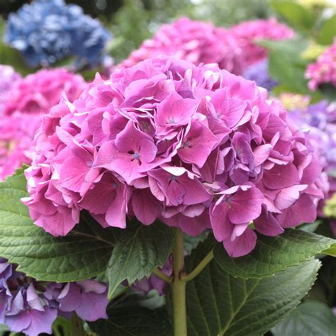 Cottage Farms Direct Shrubs Piece Garden Party Hydrangea