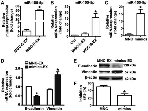 Mir 155 5p Overexpression Confers Epithelial Mesenchymal Transition And Download Scientific