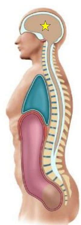 Body Cavities Midsagittal View Diagram Quizlet