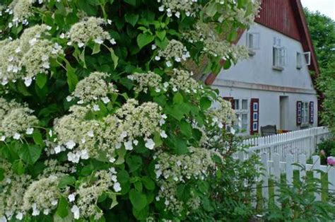 Зеленая гортензия – характеристика, виды, сорта, выращивание, посадка ...
