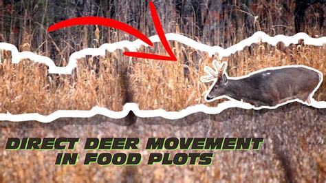 Design Your Food Plot For Better Deer Movement Youtube