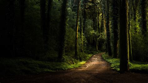 Hintergrundbilder Sonnenlicht Landschaft Wald Natur Grün Morgen