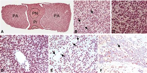 Ctbp Expression In The Mouse And Human Pituitary A Ctbp Is Localized