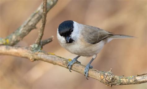 Marsh tit poecile palustris un pájaro se posa en la rama de un árbol