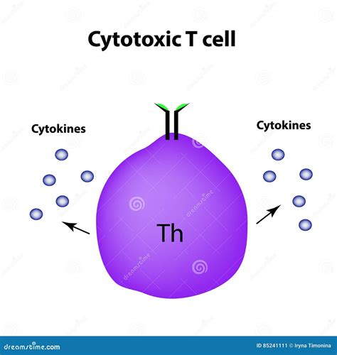 Cytotoxic T Cell Diagram