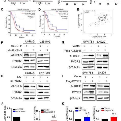 ALKBH5 Is Correlation With PYCR2 In GBM Cells A The Boxplot Of MRNA