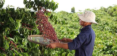 Making coffee farming more resilient