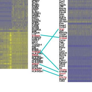 Heatmaps Of Differentially Expressed Genes In A Human And B Mouse