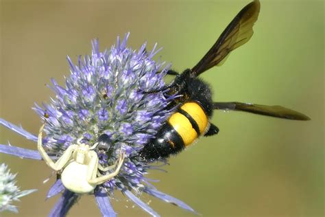 Veränderliche Krabbenspinne und Dolchwespe Veränderliche K Flickr