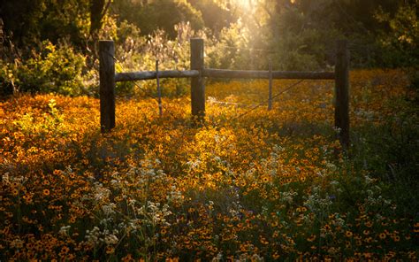 Papel De Parede Luz Solar Panorama Flores Natureza Grama Campo