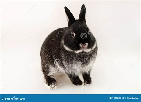 Little Black Rabbit On White Background Netherland Dwarf Rabbit Stock