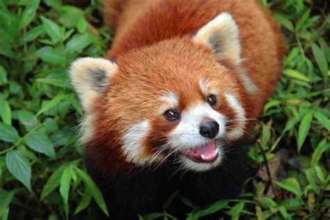 behavior   red panda  animals