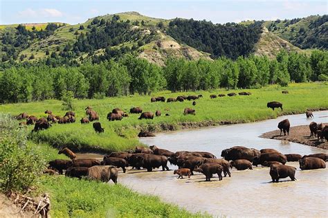 HD wallpaper: Animal, American Bison, Buffalo, Herd, Hill, Landscape ...