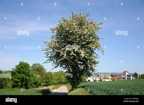 Wei Dorn Crataegus Monogyna Fotos Und Bildmaterial In Hoher Aufl Sung