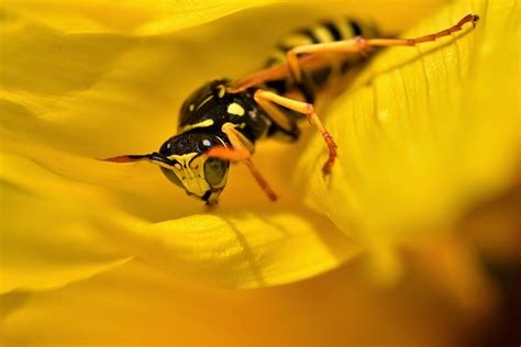 Does Soapy Water Kill Wasps And Hornets {what About Yellow Jackets}