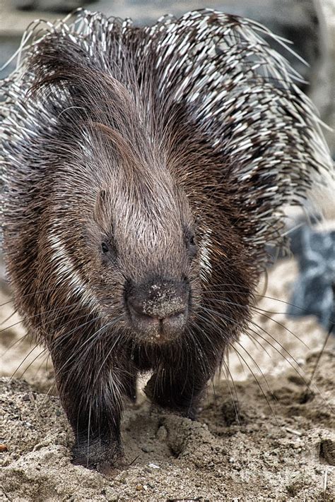 Indian Crested Porcupine Photograph By Brothers Beerens Pixels