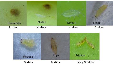 Different Stages In The Development Of Red Rust Thrips And Number Of