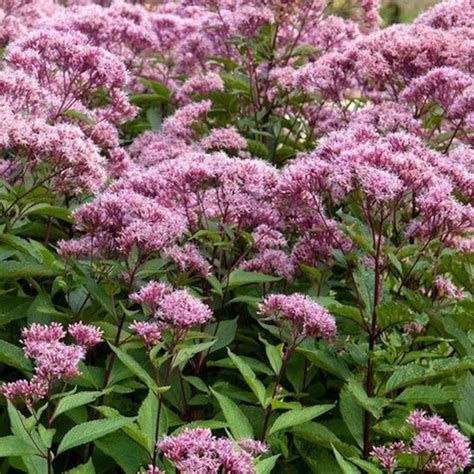 Spotted Joe Pyeweed Flower Seeds Eupatorium Maculatum Etsy