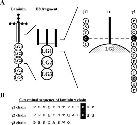 Schematic Representations Of Laminin And The C Terminal Amino Acid