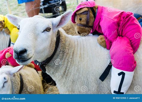 Racing Sheep stock image. Image of countryside, sheep - 95012355