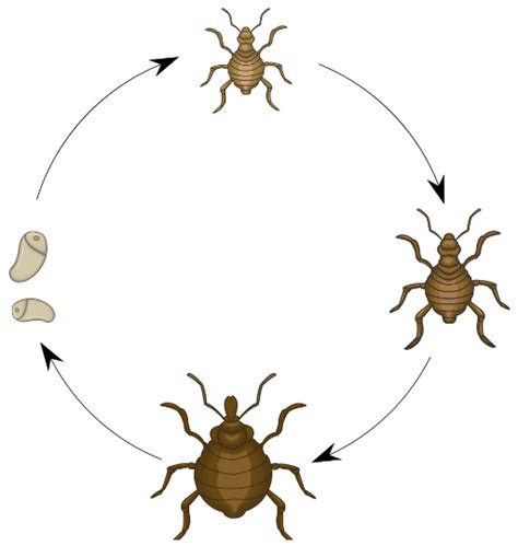 head louse life cycle | Head Lice Removal for the masses