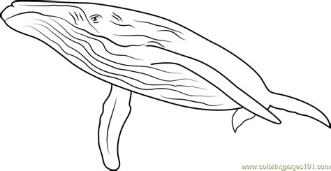 Gray Whale Coloring Pages