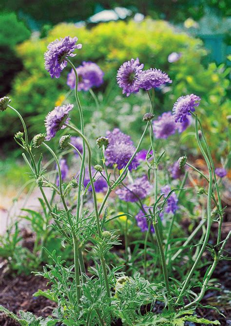 Long Blooming Perennials To Fill Your Garden With Color Artofit