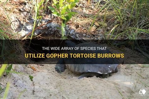 The Wide Array Of Species That Utilize Gopher Tortoise Burrows | PetShun