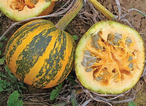 Pumpkin Kakai Pumpkins Hulless Dana Seeds Heirloom Etsy