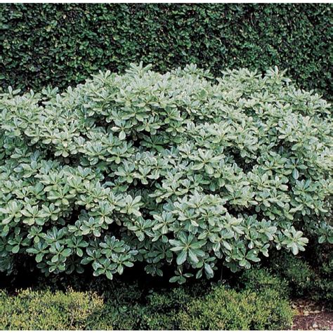 Shop 3.58-Gallon White Variegated Pittosporum Foundation/Hedge Shrub (L10907) at Lowes.com